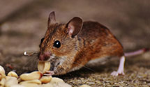 24 Hour & Emergency Exterminators in Old Fort, NC